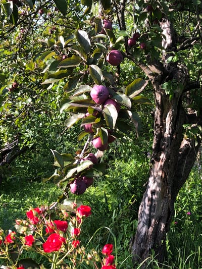 In the foreground of the image, a cluster of vibrant red roses in bloom and bud is visible. The roses are on a plant with green stems and leaves. Behind the roses, an apple tree dominates the scene. The tree has a rough, textured bark and is laden with numerous ripe, dark purple apples hanging from its branches. The leaves on the apple tree are a deep green, some appearing slightly glossy. The background consists of lush green foliage and grass, suggesting an outdoor, natural setting. The lighting indicates it is daytime, with sunlight casting shadows on the tree trunk and some of the leaves. The image appears to be taken in a garden or orchard. The location is identified as Krasnaya Presnya SNT, Russia.