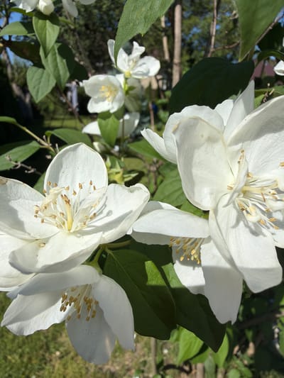 This is a close-up, eye-level, outdoor photograph of white jasmine flowers in bloom. The flowers are the primary subject, with their petals and stamens clearly visible. The blossoms are clustered on a plant with green leaves, some of which are partially obscuring the flowers. The background is softly blurred, showing hints of tree trunks, green foliage, and a patch of sunlight on grass. The lighting suggests it is a sunny day. The image appears to be a candid shot, capturing the natural beauty of the flowers. This photograph was taken in Uhornyky, Ukraine.