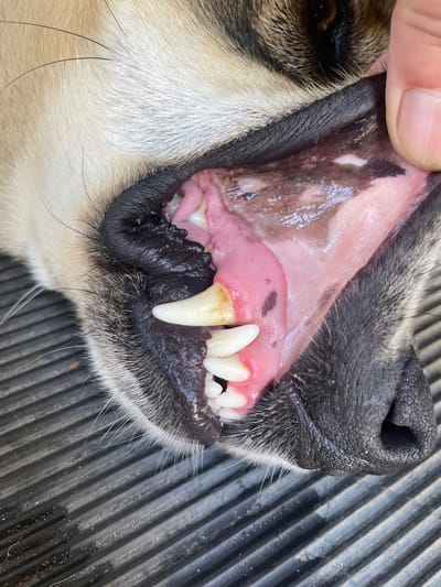 In Ivankovychi, Ukraine, a close-up photograph shows the open mouth of a dog. The dog's gums are pink and appear healthy, with a few dark spots visible on the palate. Several teeth are visible, with some showing yellowing and plaque buildup. The dog's muzzle and part of its face are also visible, covered in fur ranging from tan to black. The background appears to be a textured, dark gray surface, possibly a truck bed liner, with a few stray hairs on it. The lighting suggests an outdoor setting.