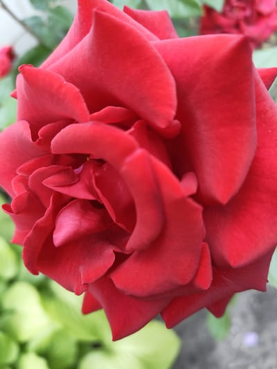 This media file is a close-up, vertical shot of a vibrant red rose in full bloom. The petals are layered and unfurling, with a velvety texture and soft curves. The focus is sharply on the intricate details of the rose, highlighting the delicate folds and nuances of its petals. The background is softly blurred, with hints of green foliage and a subtle gray, possibly indicating a garden setting or a paved area. There are also glimpses of other red roses in the background, suggesting a rose bush or a collection of flowers. The lighting appears to be natural, possibly daylight, with soft shadows that enhance the rose's dimension. No people or text are visible in the image. The overall mood is one of natural beauty and serenity. The location context provided is Recea, Moldova, which suggests this image was taken in a garden or outdoor space in that region.