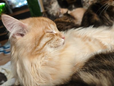 An orange tabby cat is sleeping. The cat is lying on a surface that is covered with a white and cream colored blanket or rug. The cat's head is to the left of the frame, and its body extends to the right. Its eyes are closed, and its mouth is slightly open. The cat's fur is long and fluffy, with stripes of darker orange and brown. In the background, another cat, a calico, is also sleeping. The environment appears to be indoors, possibly in a home. There are some blurry green and brown elements in the far background, which might be plants or furniture. The lighting is soft and natural. This image was taken in the city of Morąg, Poland.