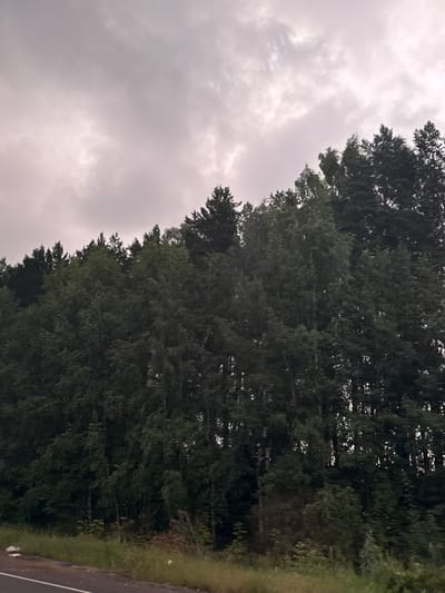 The image depicts a dense forest bordering a road, with a cloudy sky overhead. The trees are tall and varied in species, with a mix of dark green foliage and some lighter green leaves. The forest extends from the bottom edge of the frame upwards, and also to the right, suggesting a continuous wooded area. In the foreground, a strip of dry grass and some scattered debris, possibly litter, lines the edge of a dark asphalt road. The sky is overcast with heavy, gray clouds, and the overall lighting is dim, creating a somber atmosphere. There are no people or vehicles visible in the image. The scene appears to be a natural landscape in a rural or semi-rural setting.