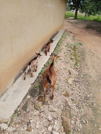 The image, captured in Kamantan, Nigeria, displays three goats walking in single file along a concrete strip. The largest goat, brown with a dark stripe along its back and yellow ear tags, is positioned in the foreground, followed by a smaller fawn-colored goat with black markings on its legs and head, and then a small reddish-brown kid. All three animals are moving away from the camera. They walk beside a tall, light-brown, textured wall on their left. To the right of the concrete strip, the ground is unpaved, consisting of a mix of gravel, small stones, and dirt, with sparse green vegetation and moss. This unpaved area transitions into a dirt path that recedes into a background filled with dense green foliage and trees. The scene is illuminated by natural daylight. A timestamp in the lower-left corner reads 2025/10/12 13:31.