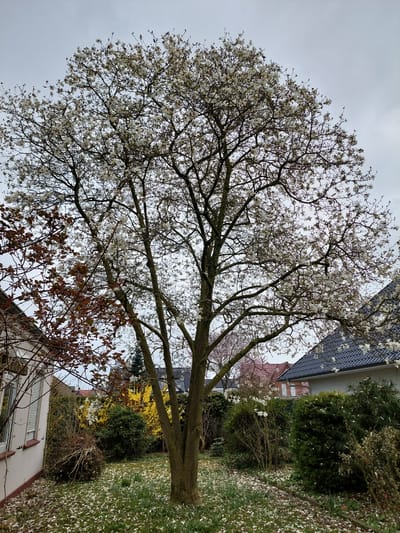 The image shows a large tree in full bloom with white flowers. The tree's branches are intricate and bare, contrasting with the dense foliage. The trunk is thick and vertical. The ground below is covered in white petals, likely from the tree. The background includes buildings with tiled roofs and a variety of shrubs and other trees, some with yellow flowers. The sky is overcast and grey. The scene is a garden or yard in a residential area. While the exact location within Ganderkesee is not discernible from the image, it is evident that it is a location within this city, Germany.