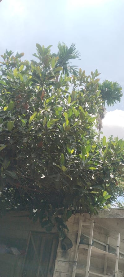 An overgrowth of lush green foliage from a large tree dominates the foreground of this vertical, eye-level outdoor shot. The tree's branches, laden with broad, dark green leaves, extend across the frame, with some leaves appearing slightly lighter green due to sun exposure. The tree is partially obscured by a light-colored, roughly textured wall running horizontally across the lower portion of the image, suggesting a boundary or structure. To the right of the tree, a portion of a white, multi-tiered shelf or rack is visible against a wall, also constructed of similar rough material. In the background, the sky is a pale blue, with hints of white clouds. Two palm trees are visible in the mid-ground, one on the right with its fronds reaching upwards, and another further back, also with feathery fronds. The overall impression is a dense, tropical environment, possibly a residential area or garden in Blangjruen, Indonesia, given the presence of palm trees and dense vegetation.