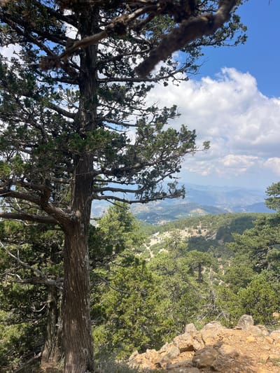This is a vertical, eye-level, outdoor, daytime photograph of a mountainous landscape in the city of Prodromos, Cyprus. In the foreground, a large, old juniper tree with a thick, textured trunk and gnarled branches dominates the left side of the frame. The tree is partially silhouetted against the sky and surrounding greenery. Beyond the juniper tree, the landscape unfolds into a vista of rolling hills covered in dense evergreen forests. In the mid-ground, a winding road is visible, snaking through the trees. In the background, layers of mountains recede into the distance, their shapes softened by atmospheric haze. The sky is a vibrant blue, dotted with fluffy white clouds. The ground in the immediate foreground is rocky and covered with dry soil and sparse vegetation. The overall scene depicts a natural, rugged environment characterized by a prominent ancient tree and a vast, mountainous terrain under a bright, cloudy sky.