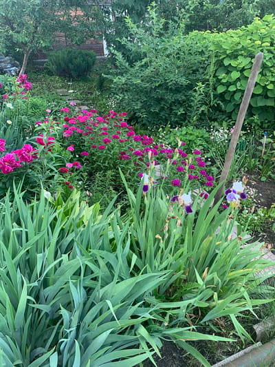 A dense, overgrown garden features a variety of blooming flowers and lush green foliage. In the foreground, a thick bed of tall, sword-like green leaves dominates the scene. Behind this, several tall bearded iris flowers are visible, with purple and white petals. Scattered amongst them are clusters of small, bright pink flowers, and larger pink peony blossoms. The garden path is partially visible, made of stepping stones. In the background, a wooden handle of a tool, possibly a rake or shovel, leans against a dense green bush. The overall impression is a wild, natural garden in bloom, possibly in a rural setting. The image was taken in the village of Karmanovo, Russia.