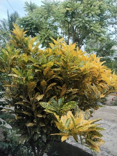 The image shows a plant with variegated green and yellow leaves, likely a croton, in an outdoor setting. Behind it are taller trees with green foliage. The ground is a light gray color. The image was taken in Meuriya, Indonesia.