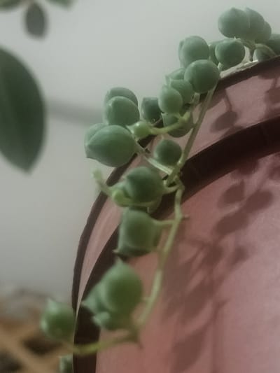 The image shows a close-up of a string of pearls succulent plant, with its characteristic spherical green leaves cascading down. The plant is in a pot, partially visible, which appears to be made of a pinkish-brown material with a textured surface. The background is out of focus, showing a blurry white wall and a darker, indistinct shape on the left, possibly another leaf or plant. Shadows from the plant and pot are cast on the wall and the pot's surface. The lighting is soft, suggesting an indoor environment. There are no people or animals visible in the image. The location of Akbasheva, Russia, is not determinable from the visual content of this image.
