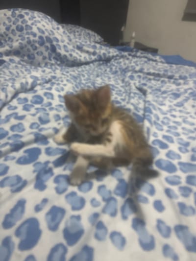 A small, blurred kitten with brown and white tabby markings sits on a bed covered with a blue and white leopard-print comforter. The kitten is curled up with its front paws near its face. The background is dark and out of focus, suggesting an indoor setting, possibly a bedroom in Aradippou, Cyprus, though no specific geographical markers are visible in the image itself. The image is low resolution and appears to be taken in low light conditions.