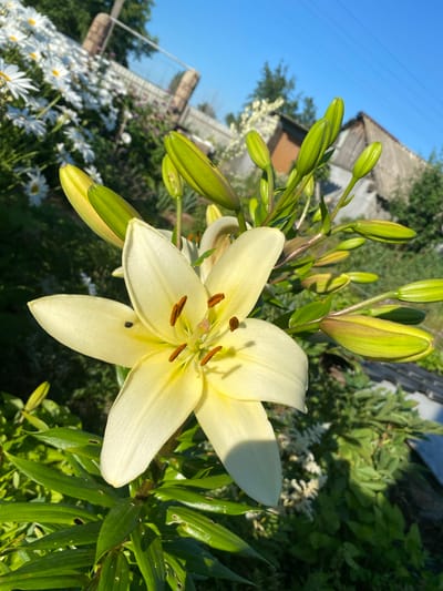 This is a close-up, eye-level shot of a pale yellow lily in full bloom, with several lily buds in various stages of development surrounding it. The lily's petals are wide and slightly curved, with prominent brown stamens in the center. The background is a blur of greenery and white daisies, with a hint of a rustic building and a clear blue sky. The sunlight suggests it is daytime, likely morning or afternoon given the bright lighting. The setting appears to be a garden in Vasylky, Ukraine, indicated by the presence of common garden flowers and the architectural style of the building in the background. There is no visible text in the image.