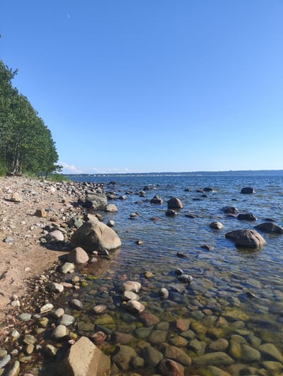 The image depicts a coastal scene in Tabasalu alevik, Estonia. A rocky shoreline transitions into a clear body of water filled with submerged and partially submerged stones. Tall green trees line the left edge of the frame, bordering the sandy and pebble-strewn beach. The sky is a clear, vibrant blue, with a crescent moon faintly visible in the upper left quadrant. In the distance, the horizon is marked by a faint line of land with a low-lying structure or city visible. The water is calm, with gentle ripples reflecting the sunlight. The overall impression is one of a tranquil natural environment on a sunny day.