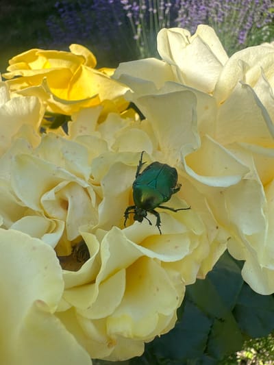 A close-up, eye-level shot shows a metallic green beetle with visible legs and antennae resting on the petals of pale yellow roses. The beetle is positioned slightly right of the center of the frame. The rose petals are soft and delicate, with subtle pinkish speckles on some of them. In the background, blurred lavender flowers are visible, suggesting an outdoor garden setting. The lighting suggests it is daytime, with sunlight illuminating the petals and the beetle. The image is sharpest on the beetle and the roses it is on, with the background being out of focus. The location is identified as Hîrbovăț, Moldova.
