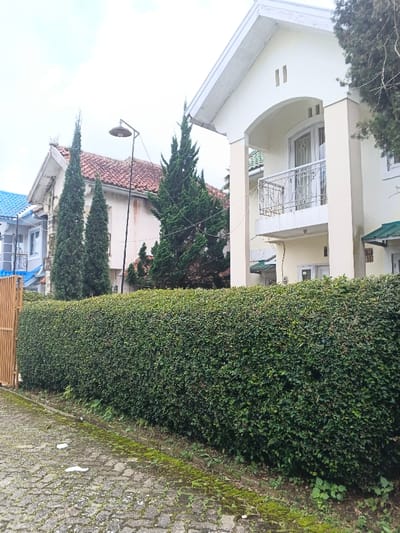 The scene depicts a residential area in the city of Pô Kô, Vietnam, under an overcast sky. In the foreground, a paved surface, likely constructed from interlocking blocks, shows patches of moss growth and scattered white debris. A dense, trimmed green hedge runs horizontally along the right side of the pavement, acting as a property boundary. To the far left, a section of a vertical wooden or bamboo slatted gate is visible.

Behind the hedge, multiple multi-story residential buildings are present. The most prominent structure on the right is a two-story house with light-colored (likely cream or beige) walls, a white-trimmed gabled roof, and a second-story balcony featuring an arched recess, a white ornate metal railing, and glass doors. A smaller green-tiled awning is visible on the ground level. To the left of this house, a second building with an off-white, somewhat weathered facade and a red-tiled roof is visible, along with a visible gutter system. A third house, partially visible on the far left, features a distinct blue-tiled roof.

Several tall, slender coniferous trees with dark green foliage are positioned between and in front of the buildings, rising above the hedge line. A street lamp with a wide, dark, disc-shaped shade is mounted on a pole, centrally located above the hedge and in front of the middle-ground house. Thin utility lines are observable against the sky and buildings. The scene is devoid of human presence or activity.