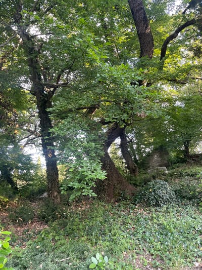 The image depicts a dense forest scene with a prominent, gnarled tree trunk dominating the left foreground. Sunlight filters through the thick green foliage, creating dappled light and shadows. The ground is covered with fallen leaves, green ivy, and various types of undergrowth. In the background, more trees and a large, moss-covered stone structure are visible. The overall impression is one of natural, overgrown wilderness. The location is identified as the Livadiysky village council, Ukraine.