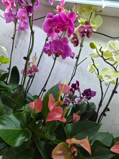 The image displays a close-up of several potted orchid plants and anthurium plants arranged indoors. The plants feature a variety of colors, including vibrant pink, purple, white, and pale yellow flowers, along with lush green leaves. The background consists of a textured white wall and a bright overhead light source, possibly an artificial grow light. The scene appears to be set in a domestic or commercial environment where plants are cultivated or displayed. The specific location of Arseniev, Russia, is not discernible from the visual information provided in the image. There are no people or actions depicted in the scene.