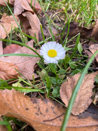 The image displays a close-up, ground-level view of a single common daisy (Bellis perennis) centered within a natural outdoor environment. The daisy features numerous white ray florets with a slight pinkish tint at their tips, encircling a bright yellow disc floret cluster. The surrounding ground is covered with green blades of grass, which appear somewhat damp and vary in height. Interspersed among the grass are multiple fallen, desiccated leaves, primarily in shades of brown and reddish-brown, indicating autumnal conditions. These leaves exhibit varying stages of decomposition, with some showing dark spots or mottling. Additional smaller green broadleaf plants are visible beneath the grass and leaves. No people, animals, or man-made objects are present. The scene is located in Oppenau, Germany.