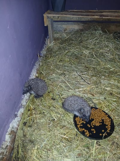 This media file captures a close-up, eye-level view of two hedgehogs in an indoor enclosure. The enclosure is characterized by a dense bedding of hay, which fills the majority of the frame, with a dark, round feeding dish containing kibble positioned towards the top right. One hedgehog is actively eating from the dish, its snout close to the food. The other hedgehog is positioned lower in the frame, also amidst the hay, with its body curled slightly. The foreground features a smooth, purple surface, likely the floor of the enclosure, which contrasts with the rough texture of the hay. To the left, a wooden structure with vertical planks is visible, possibly part of the enclosure's boundary or a decorative element. The lighting appears artificial, creating a slightly dim and cozy atmosphere, suggesting the image was taken indoors, possibly in an educational facility or a sanctuary given the location context. There is no visible text in the image. The overall scene conveys a sense of calm and natural behavior, focusing on the hedgehogs' feeding activity.