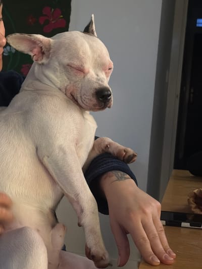 A white and black dog lies on its side, cradled in a person's lap. The dog's eyes are closed, and it appears to be sleeping. The person has light skin and wears a dark blue sleeve. Their hand rests on a light brown wooden surface. A television and a gray wall are in the background. A floral design is visible in the lower left corner. The photograph does not provide enough information to determine the location in the city of Craigavon, United Kingdom.