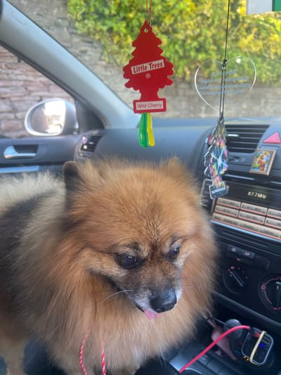 A medium-angle shot depicts the interior of a car with a Pomeranian dog occupying the passenger seat. The dog, with its fluffy brown and tan fur, is the primary subject, its tongue slightly protruding. The car's interior features air fresheners hanging from the rearview mirror: a red "Little Trees Wild Cherry" scent and a clear heart-shaped ornament. The car's dashboard is visible, including the radio with the frequency 87.7 MHz displayed. To the right of the dog is a charging device secured with a rubber band and a red cable. The car's window shows a glimpse of the outside, suggesting a location with greenery and a stone wall, possibly within the Kingswood area of the United Kingdom.