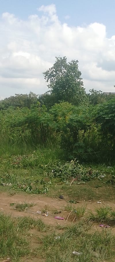 This is a vertical, medium-angle, outdoor photograph taken in Achara Ndiagu, Nigeria. The scene depicts a somewhat overgrown and unkempt natural area with a dirt path in the foreground. The path is littered with small pieces of trash, including wrappers and plastic. Tall green grass grows along the edges of the path and in the midground. Scattered across the ground in the midground are piles of cut green foliage, suggesting recent clearing or pruning.

Dominating the background is a dense line of various green trees and bushes. A large, mature tree with a full canopy stands prominently in the center of the background, its branches reaching towards the sky. The sky above is a light blue, dotted with fluffy white clouds, indicating it is daytime, likely late morning or early afternoon. The overall impression of the scene is one of rural natural beauty, albeit with a touch of disorder due to the scattered debris and cut vegetation. There is no visible text in the image.