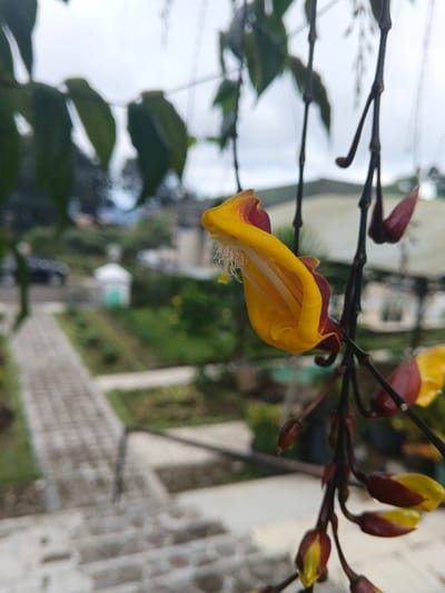 A vibrant yellow flower with a reddish-brown accent hangs gracefully from a thin, dark stem. Several unopened buds, also tipped with yellow and brown, dangle nearby. The backdrop is a soft blur of greenery, stone steps, and a pathway leading to distant structures, suggesting a garden or park setting under an overcast sky. The image focuses primarily on the intricate details of the flower, capturing its unique shape and texture.