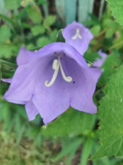 The image presents a close-up, shallow-depth-of-field photograph of a light purple, bell-shaped flower, consistent with a species of Campanula, positioned centrally in the frame in the city of Prigorodnyi, Russia. The primary flower exhibits a prominent, light yellow, Y-shaped pistil structure within its opening. A small, dark, oblong object, appearing to be an insect, rests on the inner surface of the flower's lower left petal. In the blurred background, another out-of-focus light purple flower is visible to the upper right. The environment consists predominantly of out-of-focus green foliage, suggesting an outdoor garden or natural setting. A vertical, blurred element with a light turquoise or teal hue is discernible in the far upper background, possibly indicating a painted wooden structure or fence. No human subjects or discernible actions are present.
