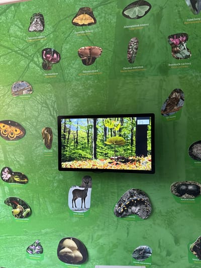 The scene depicts an indoor educational wall display located in Vavřinec, Czechia. A black-framed horizontal television screen is centrally mounted on a vibrant green wall that features a subtle, lighter green forest silhouette pattern. The screen displays a static image of a sunlit forest environment, showing several tree trunks, scattered leaves on the forest floor, and a prominent, large, flat green leaf emerging vertically from the ground.
The wall surrounding the television is adorned with numerous irregularly shaped photographic cutouts of various sizes. Each cutout illustrates a distinct species of flora, fauna, or fungi, accompanied by its identification in both Czech and English text. Identified subjects include: moths (e.g., Coniferous tussock moth, Ragged hook-tip, Large emerald), flowers (e.g., Martagon lily, Purple cyclamen, Coralroot helleborine, Lady's slipper orchid, Red Helleborine), birds (e.g., Stock dove, Grey woodpecker, Boreal owl), a butterfly (Tau Emperor), fungi (e.g., Wrinkled shield mushroom, Porcelain fungus, Coral tooth fungus, Trumpet chanterelle), a Roe deer, a Fire salamander, and various beetles (e.g., Lesser stag beetle). No individuals are present in the depicted scene.