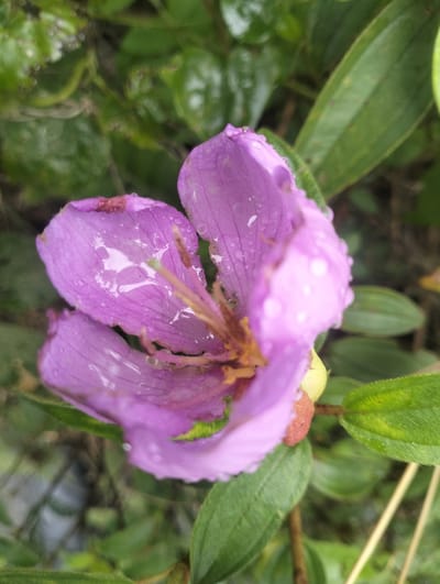 A close-up, slightly angled shot captures a vibrant purple flower with delicate petals. The flower is adorned with numerous water droplets, suggesting it has recently rained or been watered. Some of the droplets appear to be reflecting light, creating small, bright highlights on the petals. The stamens of the flower are visible, appearing yellowish-brown. The background consists of out-of-focus green leaves and stems, creating a natural, verdant environment. The lighting is soft and diffused, enhancing the texture of the flower and droplets. The image appears to have been taken outdoors, likely in a garden or natural setting. The exact location in Aluepapeun, Indonesia, cannot be determined from the visual information provided.