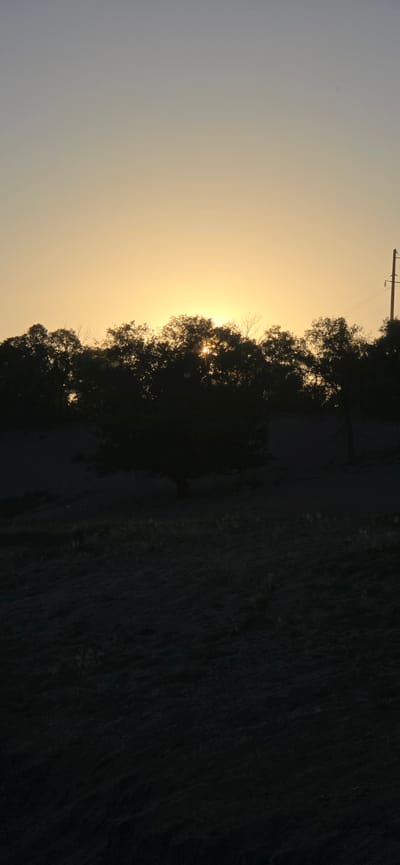 The image depicts a silhouetted line of trees against a warm, pale orange sky, suggesting either sunrise or sunset. The sun is partially obscured by the foliage, creating a starburst effect. A dark, uneven ground covers the foreground, with hints of dried grass or low vegetation. To the right, a solitary utility pole with wires is visible, also silhouetted against the sky. The overall scene is one of natural landscape, likely rural, with no visible urban elements or specific landmarks that would pinpoint a location within Issyk-Kul, Kyrgyzstan. The time of day is indicated by the lighting conditions.