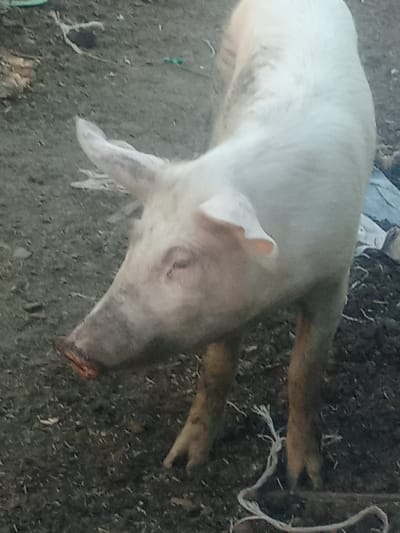 A white pig with brown markings on its legs stands on a dirt ground. The pig's head is turned to the left, and its snout is partially obscured by its mouth. The pig appears to be an adult. The background is a dirt ground with some scattered debris, including what appears to be some white plastic. The scene is outdoors, likely in a rural or farm setting. The location of this image is unknown, and it is not possible to determine if it is in the city of Druzhba, Russia.