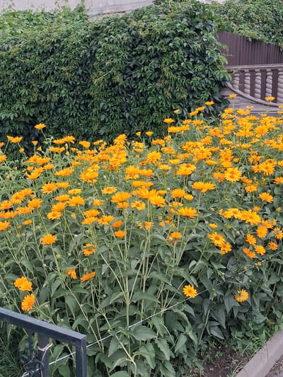 This vertical media file captures a dense cluster of bright orange flowers blooming in front of a thick wall of dark green ivy. The flowers, with their numerous thin petals, dominate the right side of the frame, creating a vibrant contrast with the subdued greenery. Some flowers are in full bloom, while others appear as buds. Their stems are slender and green, supporting the blooms as they stretch upwards and outwards.

Behind the flowers and to the left, the ivy forms an almost impenetrable curtain of leaves. The ivy is lush and healthy, with small, pointed leaves that create a textured surface. In the upper left corner, a section of a rustic wooden fence or wall is visible, with vertical dark brown planks and a decorative element that resembles thick rope or coils. This suggests an outdoor setting, possibly a garden or the edge of a property.

A partial view of a black metal fence or railing is present in the bottom right corner, partially obscuring the flowers and ivy. This implies the presence of a pathway or seating area nearby. The overall lighting suggests it could be daytime, with natural light illuminating the scene. The location context of Güldala, Kazakhstan, places this scene in Central Asia. No people or specific events are depicted, and there is no visible text in the image. The focus is on the natural elements of the blooming flowers and the lush ivy.