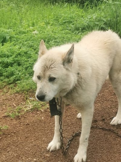 This is a vertical, medium shot photograph of a light-colored dog with its fur a mix of white and light brown. The dog is on a dirt path, with a lush green field of grass behind it. The dog is wearing a black collar with a metal chain attached, which extends out of frame. The dog is facing to the left, with its head lowered and its eyes looking downwards. The dog appears to be a medium-sized breed, with erect ears and a moderately long snout. The lighting suggests it is daytime, and the presence of green grass implies a temperate climate, possibly spring or summer. The overall mood is somewhat somber, due to the dog's downward gaze and the simple, rustic setting. The photograph does not contain any visible text. The setting is consistent with outdoor environments found in Serov, Russia.