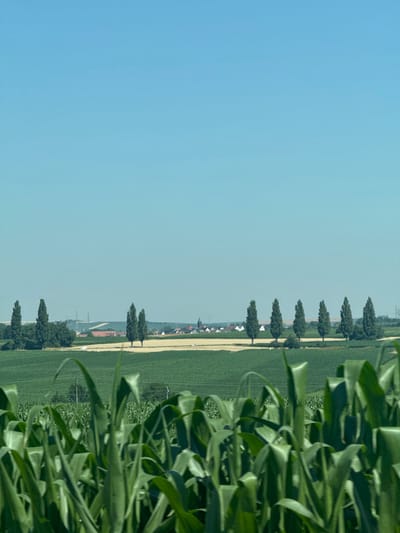 A rural landscape unfolds under a clear, light blue sky. Fields stretch across the scene, with tall corn stalks in the foreground. A line of trees marks a boundary, beyond which lies a lighter-colored field, potentially wheat or hay. Small houses and buildings, possibly a village, dot the horizon. Power lines are visible in the distance, adding to the rural atmosphere. The scene is rotated, giving an unusual perspective.