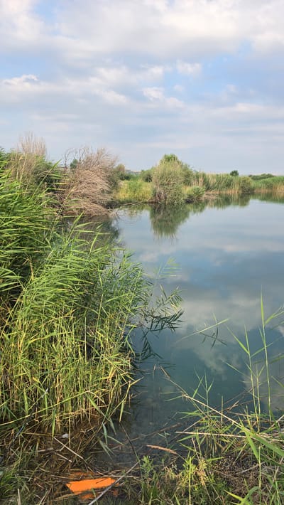 The image depicts a serene natural scene at the edge of a body of water, likely a lake or slow-moving river, situated in Манкент, Kazakhstan. The perspective is from the shore, looking out onto the water, with the sky and vegetation reflected on its still surface.
The foreground is dominated by lush, green reeds and tall grasses growing thickly along the water's edge. Among the reeds, a bright orange object, possibly a float or marker, is partially visible, hinting at recreational or practical use of the water. The water itself is clear, revealing the rocky bottom beneath, and it mirrors the sky and the surrounding vegetation with remarkable clarity.
In the middle ground, across the water, is a dense collection of trees and brush, their forms softened by the reflection. The vegetation appears varied, with some trees having fuller foliage and others appearing more sparse or dry. The reflection creates a symmetrical, almost surreal landscape.
The sky above is a soft blue, interspersed with scattered, wispy white clouds. The lighting suggests it is daytime, likely late morning or early afternoon, with the sun casting a gentle glow. The overall atmosphere is tranquil and peaceful, evoking a sense of calm and natural beauty. There is no visible text in the image.