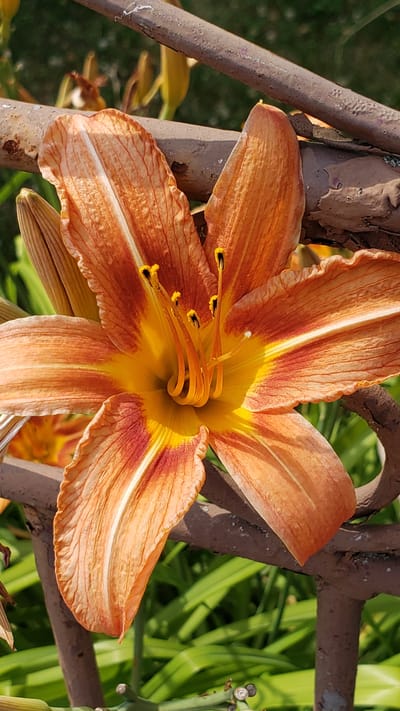 This is a close-up, eye-level, outdoor shot of an orange daylily in bloom. The flower is the primary subject, filling the majority of the frame. It is positioned in the center and slightly to the right of the image. The flower has six petals, each a vibrant orange with lighter orange veining and a touch of deep red at the base of the inner petals. The center of the flower reveals bright yellow stamens with dark pollen.
The daylily is growing amidst what appears to be a garden or natural setting. Behind and around the flower, there are hints of greenery from other plants. The flower is also intertwined with a weathered, rusty metal structure, possibly part of a fence or garden trellis. The metal has a rough texture and appears to be cylindrical in places and angular in others, with peeling paint or rust. The lighting suggests it is daytime, with the sun casting shadows and highlighting the textures of the flower and the metal. The sunlight seems to be coming from the right, illuminating the petals and creating a warm glow. The overall mood is serene and natural, showcasing the beauty of the flower.
There is no visible text in the image. The location context provided is Vyšné Nemecké, Slovakia.