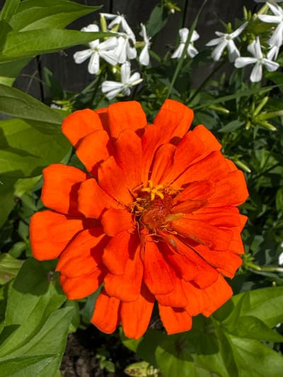 A close-up, eye-level shot shows a vibrant orange zinnia flower in full bloom. Its numerous petals, layered and ruffled, radiate outwards from a central, textured core. The flower is positioned in the foreground, with soft green leaves of the same plant partially framing it on the left. In the background, a cluster of small white flowers, possibly jasmine, bloom against a dark, out-of-focus wooden fence. The scene is bathed in natural sunlight, casting subtle shadows on the petals and leaves, suggesting an outdoor setting, likely a garden in the city of Chernoistochinsk, Russia, on a clear day. There are no people or animals visible in the frame.