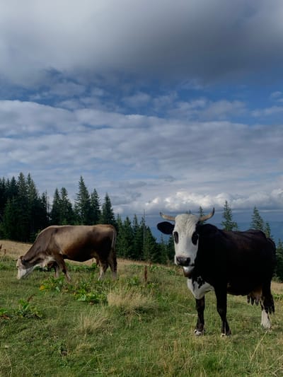 The scene is set in a mountainous pasture in Vorokhta, Ukraine. Two domestic bovines are present on a grassy slope under a sky featuring a mix of blue patches and grey-white clouds. In the foreground on the right, a black and white cow stands facing the viewer, equipped with horns and a bell around its neck. Its face is predominantly white with black markings around the eyes, and flies are visible on its muzzle. The cow exhibits a visible udder and white lower legs. In the mid-ground on the left, a brown cow is positioned with its head down, actively grazing on the mixed green and dry grass. The ground cover consists of various grasses and some broad-leafed plants. A dense line of coniferous trees forms the background, indicating a forest on a mountain slope, with distant mountain ranges faintly visible beyond. No human subjects or interactions are observed.