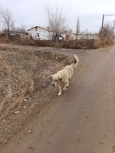 A light-colored dog walks down a dirt road in a rural or semi-rural area. Dry, brown vegetation lines the road's edge. In the background, there are simple, white one-story buildings and bare trees, suggesting a cold or dormant season. The sky is overcast. A utility pole stands on the right side of the road further down the road. The overall scene conveys a sense of quiet and perhaps a somewhat desolate environment.