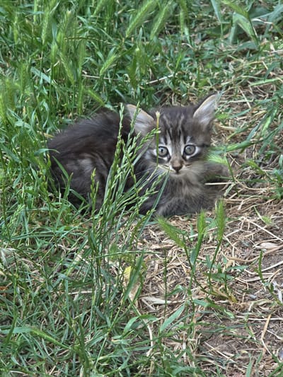 A very young, grey tabby kitten with large, innocent eyes is nestled among tall green grass and dry straw on the ground. The kitten is looking directly at the camera with a curious and slightly startled expression. The environment appears to be an outdoor, natural setting, possibly a garden or a field, with a soft dirt ground. The scene is tranquil and evokes a sense of vulnerability and cuteness. The location is Krainitsi, Bulgaria.