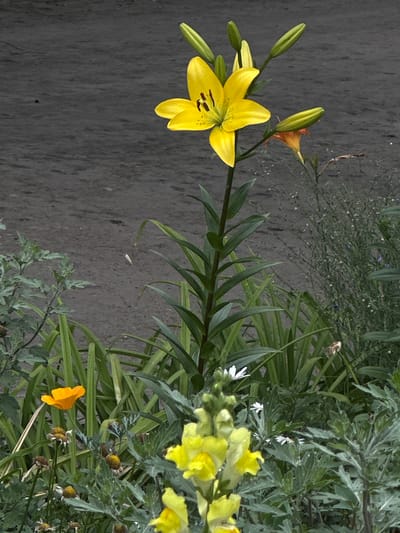 The image shows a close-up of a yellow lily in bloom, with several buds on the stem. The lily is positioned on the left side of the frame, with its vibrant petals contrasting against a dark, textured background that appears to be a stone wall or pavement. To the right of the lily, there is a dense arrangement of green foliage, with some smaller white and yellow flowers interspersed among the leaves. A single, small orange flower is visible in the lower right corner, adding another pop of color to the scene. The lighting suggests it could be daytime, likely outdoors, given the natural elements. There is no text visible in the image. The scene evokes a sense of nature and growth, with the focus on the delicate beauty of the flowers. The image's composition highlights the lily as the primary subject, drawing the viewer's attention to its intricate details.