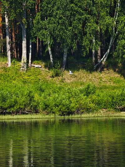 The image depicts a serene waterscape with a dense forest bordering a calm river. The forest features a mix of birch and pine trees, with the white bark of the birches standing out against the darker trunks of the pines. Lush green foliage covers the lower slopes of the embankment. The river's surface is rippled, reflecting the verdant trees and the bright sky above, creating a textured, almost abstract pattern of light and shadow. A single white bird is captured mid-flight above the embankment. The scene appears to be a natural environment within or near the city of Piskunovka, Russia.