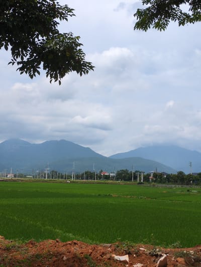 The image depicts a rural landscape in Tam Duong, Vietnam, characterized by lush green rice fields stretching towards a backdrop of rolling, mist-shrouded mountains. The foreground features a patch of reddish-brown earth with sparse vegetation and some white debris. Beyond the rice paddy, a line of utility poles and trees separates the field from a cluster of buildings and more distant mountains. The sky is overcast with soft, diffused light. A large, leafy tree canopy partially obscures the top of the image. No people are visible.