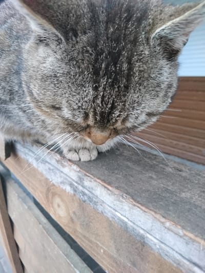 A close-up shot depicts a tabby cat resting its head on a wooden surface. The cat's fur is a mix of gray and brown hues, and its whiskers are prominent against the wood. The wood has a rough texture and varying shades of gray and brown. The image does not contain sufficient information to discern the location, Terezyne, Ukraine, or any people, actions, or interactions.