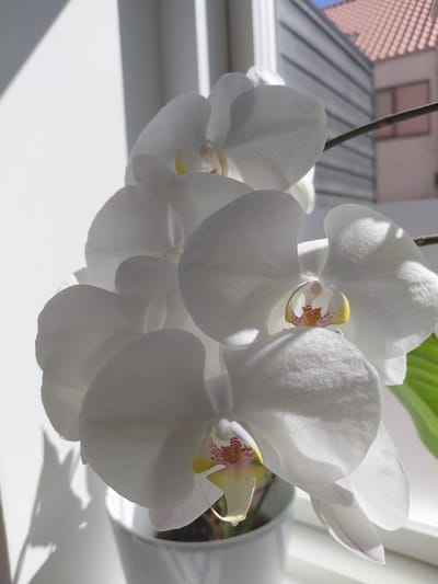 A close-up shows a cluster of white orchids with yellow and reddish-brown centers in a pot situated on a windowsill. Outside the window, a building with a gray roof and brick facade is visible. The scene is brightly lit, with strong sunlight casting shadows on the windowsill. The location is Taastrup, Denmark.