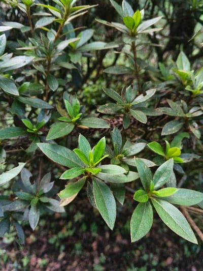 A close-up photograph depicts a dense mass of green plant foliage, located in Stueng Saen, Cambodia. The image features numerous ovate to elliptical leaves, predominantly a dark to medium green, with lighter, more vibrant green new growth concentrated at the terminal ends of stems. Some leaves display minor imperfections, including small tears or ragged edges, and slight surface dust is visible. Thin, reddish-brown stems are partially discernible among the dense leaf clusters. The background is uniformly out of focus, presenting blurred dark green and brown tones consistent with additional vegetation or ground cover. No human subjects, animals, or artificial objects are present within the frame.
