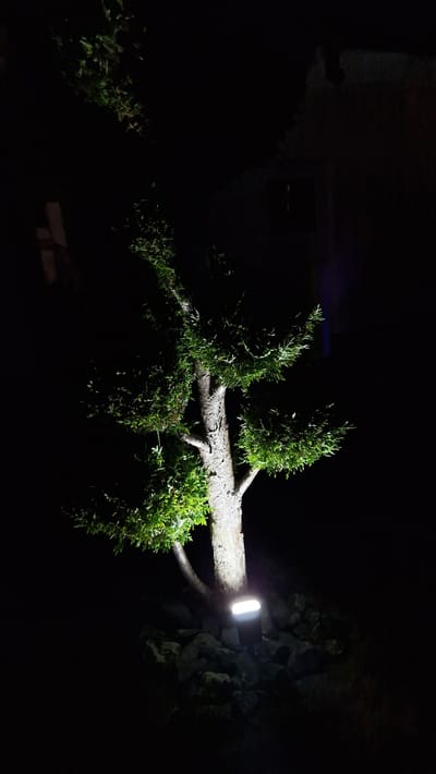 A small evergreen tree is illuminated by a spotlight at night. The tree has a rough, textured trunk and dense, green foliage. It is planted among several rocks at its base, and the spotlight is positioned on the ground, pointing upwards at the tree. The background is completely dark, suggesting an outdoor setting. There are no people or animals visible in the image. The scene is devoid of any specific architectural elements that would clearly identify it as being in Ichenhausen, Germany.