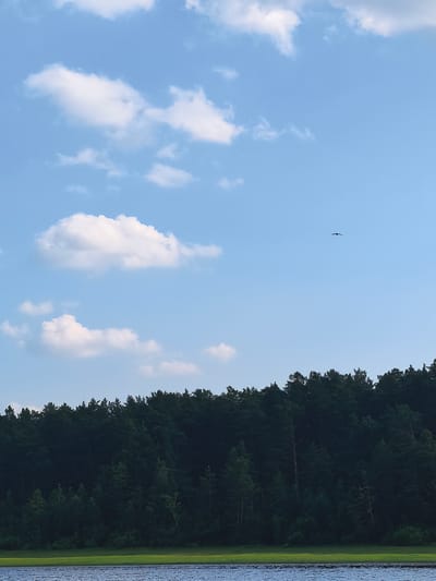 The image depicts a serene landscape with a body of water in the foreground and a dense forest line in the middle ground. The sky above is a clear blue with scattered white clouds. A single bird is visible in flight in the upper right quadrant of the sky. The water appears calm with subtle ripples on its surface, reflecting the sky and surrounding environment. The forest is lush and green, forming a dark, solid band across the horizon. The terrain slopes upwards from the water towards the forest. The overall impression is one of natural beauty and tranquility.