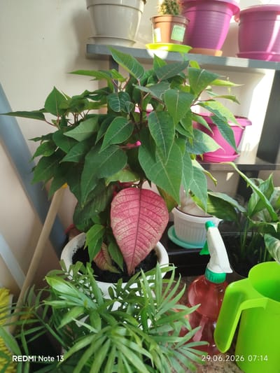 This image depicts a close-up view of several potted plants situated on a shelf or ledge. The primary focus is a poinsettia plant with predominantly green leaves, but one prominent leaf exhibits a vibrant pink hue with intricate veining. To the right of the poinsettia, a watering can and a spray bottle are visible. In the foreground, a smaller, leafy green plant is partially in view. The background shows other plants in pots, including what appears to be a cactus in a brown pot, along with various shelves and a neutral-colored wall. The lighting suggests an outdoor or well-lit indoor environment. The image includes a watermark in the bottom left corner that reads "REDMI Note 13" and a date and time stamp in the bottom right corner: "29.06.2026 07:14". There are no people or animals present in the image. The specific location within Rahachow, Belarus, cannot be determined from the visual information provided in the image.