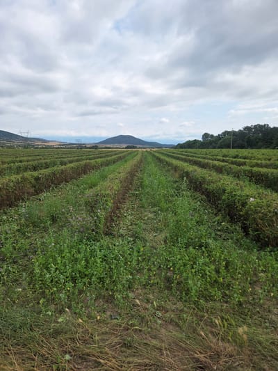 The image shows a view of agricultural fields in Ivan Vazovo, Bulgaria. The foreground is dominated by rows of green crops, likely bushes or low-lying plants, with a path of shorter grass and wildflowers running between them. In the background, more rows of crops extend towards rolling hills. A line of trees marks the horizon on the right side of the image, and power lines and pylons are visible in the distance, suggesting the presence of infrastructure. The sky is overcast with heavy clouds.
